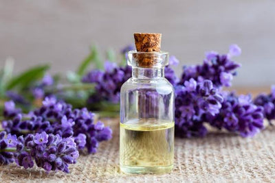 <p><strong>Lavender Oil </strong></p>