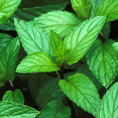 <p><strong>Peppermint Oil + Menthol</strong></p>